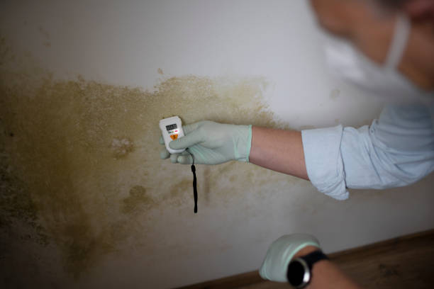 Best Preventive Mold Services in Parker City, IN